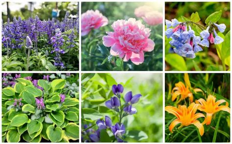 While many plants prefer morning sun and shade during the heat of the day, that is not always what meets your landscaping needs. You may have areas near your Flowers That Like Shade, Plants Under Trees, Growing Peonies, Hosta Plants, Video Garden, Sun Perennials, Sun Garden, Afternoon Sun, Best Plants