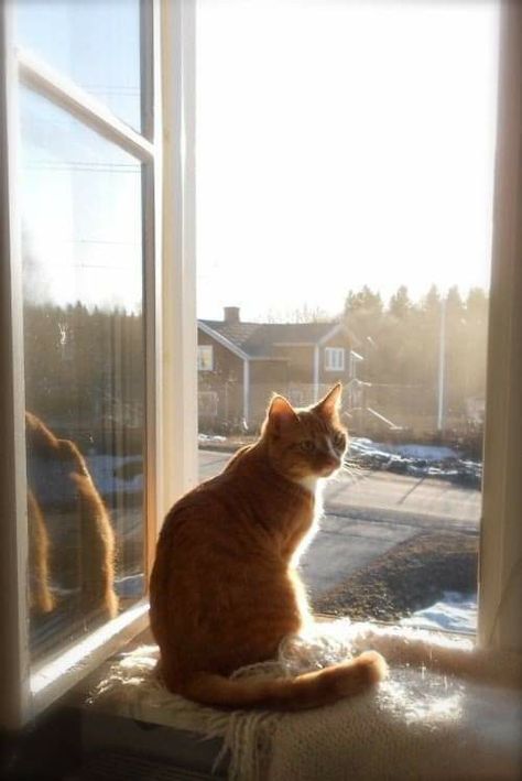 Cat By Window, Cat Window, Orange Cats, Curious Cat, Cat Photography, Ginger Cats, Cat Sitting, Happy Cat, Beautiful Cats