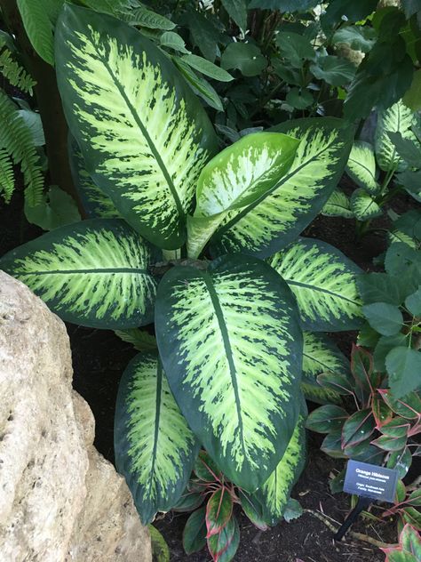 Specimen from the cambridge butterfly conservatory Butterfly Conservatory, Cambridge, Plant Leaves, Plants