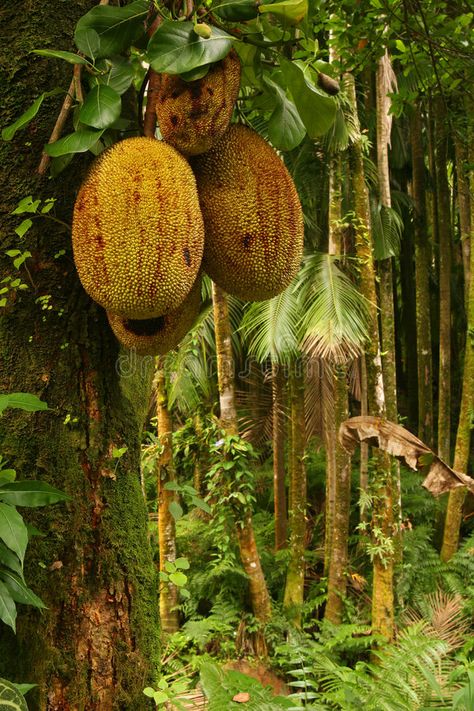 Tropical Fruits. Durian, Tropical Fruit, Tropical Forest, Big Island, Hawaii, US , #Aff, #Durian, #Fruit, #Tropical, #Fruits, #Forest #ad Homemade Fruit Leather, Durian Fruit, Forest People, Fruit Centerpieces, Forest Ecosystem, Tropical Food, Forest Fruits, Fruits For Kids, Food Forest