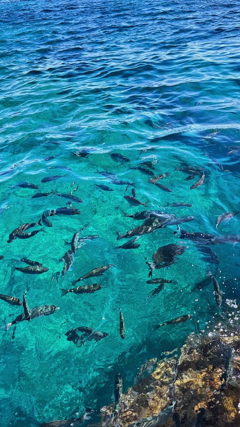 Poissons dans la mer Fish Ocean Aesthetic, The Beach Aesthetic Wallpaper, Ocean Fish Wallpaper, Beach Aesthetic Wallpaper, Aesthetic Wallpaper Summer, The Beach Aesthetic, Wallpaper Summer, Ocean Fish, Fish Wallpaper