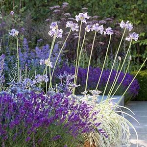 Learn How To Plant, Care, and Grow Spectacular Sea Holly (Eryngium) Rose Companion Plants, African Lily, Garden Border, Fragrant Garden, Sea Holly, Purple Garden, Coastal Gardens, Fresh Color, Mediterranean Garden