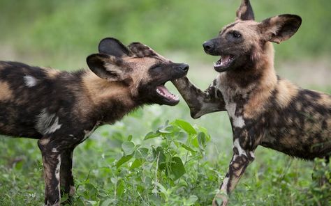 Brown Hyena, Striped Hyena, Maned Wolf, Fallow Deer, Wild Dog, African Wild Dog, Safari Park, Wild Dogs, Hyena