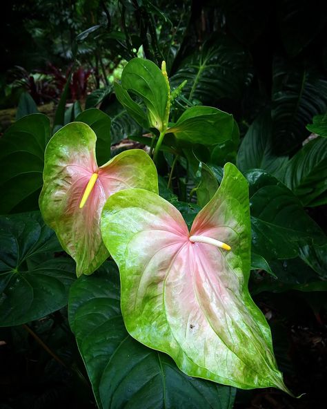 Brighten Your Home with a Flamingo Flower Care Guide Anthurium Flower, Flamingo Flower, Flower Care, Tiny Flowers, The Plant, Shades Of Red, Flamingo, Pink White, Flowers