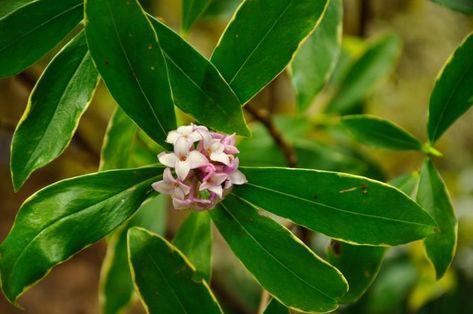 Find help & information on Daphne odora 'Aureomarginata' (v) gold-edged winter daphne from the RHS Winter Daphne, Daphne Odora, Daphne Shrub, Garden Types, Variegated Plants, Gardening Advice, Plant Health, Evergreen Shrubs, Flower Border