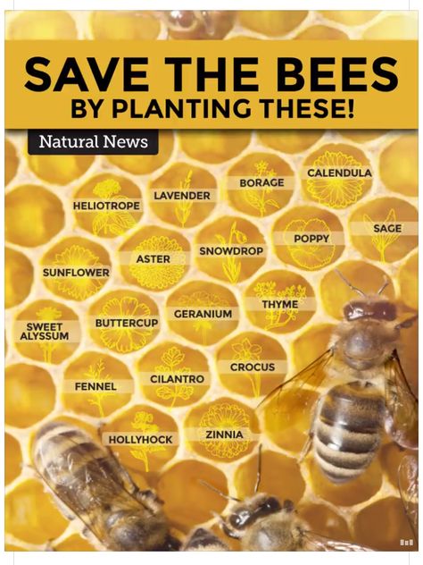 Bee friendly plants Bee Friendly Plants, Backyard Bee, Bee Friendly Garden, Backyard Beekeeping, Bee Garden, Bee Friendly, Pollinator Garden, Have Inspiration, Save The Bees