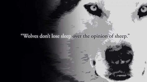 Alpha Female Wolf, My Genuine Reaction, Alpha Werewolf, Code Of Ethics, Female Hysteria, Not Again, Alpha Wolf, She Wolf, Wolf Pictures