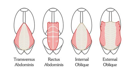 How to Draw Abs - Anatomy | Proko Obliques Anatomy Drawing, External Oblique Muscle, Obliques Anatomy, Oblique Anatomy, Abs Anatomy, Abdominal Muscles Anatomy, Proko Anatomy, External Oblique, Human Anatomy Picture