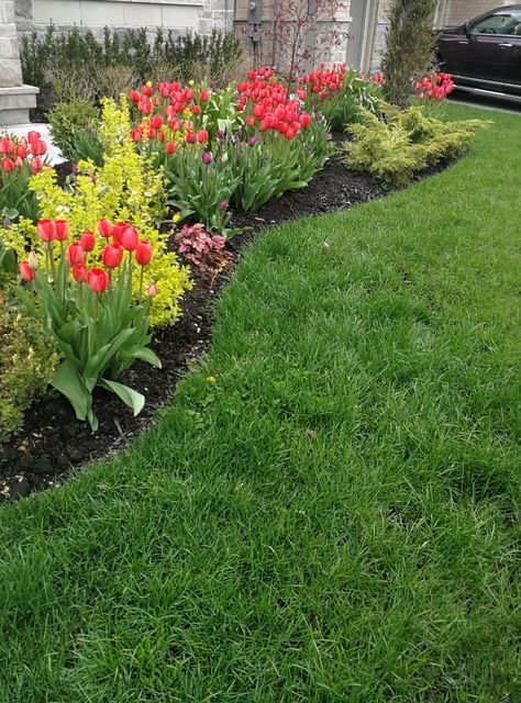 Front garden tulip blooms 2019. 🌷💕 Tulips Front Of House, Tulips In Landscape, Tulip Garden Front Yard, Tulips In Front Yard, Tulips In Front Of House, Tulip Beds Front Yards, Tulip Flowerbed, Tulips Front Yard, Tulip Landscaping Front Yards