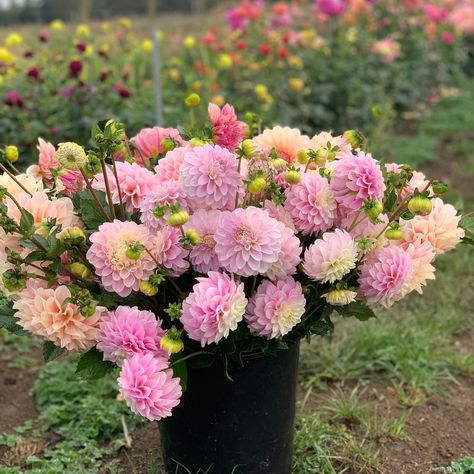 I’m dreaming of dahlias for summer weddings and events already. So many dahlias come in those pretty, delicate shades. Blush, white, cream, apricot, peach, salmon, buttercream, lemon, pale pink, lavender… 😍 What is your favourite softly coloured dahlia? Or what do you wish you could get but haven’t seen around? Pictured here is Florelie Tiara across all photos. Peach Salmon, Cut Flower Farm, Pink Lavender, Summer Weddings, Seasonal Flowers, Flower Farm, Flower Lover, Cut Flowers, White Cream