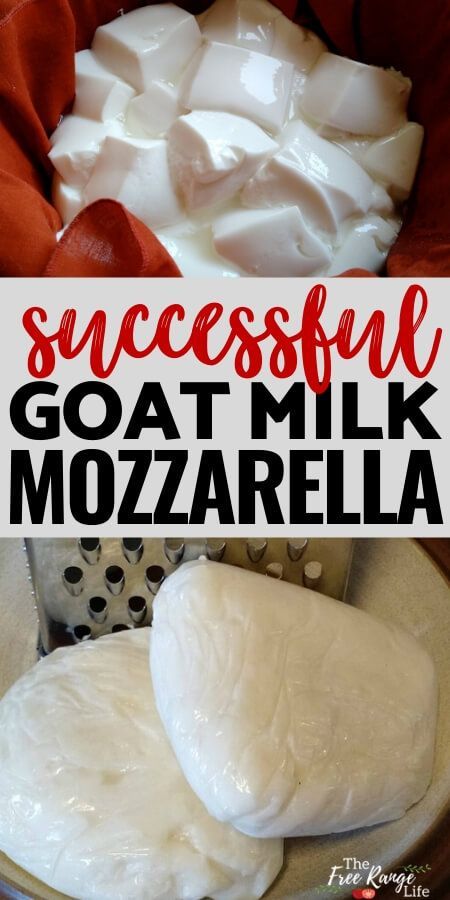 Goats Milk Mozzarella Cheese, Making Goat Cheese How To, Making Cheese From Goat Milk, Easy Goat Milk Recipes, Goat Milk Butter Recipe, How To Pasteurize Goat Milk, How To Make Goat Cheese At Home, What To Make With Goat Milk, Goat Milk Cheese Recipe