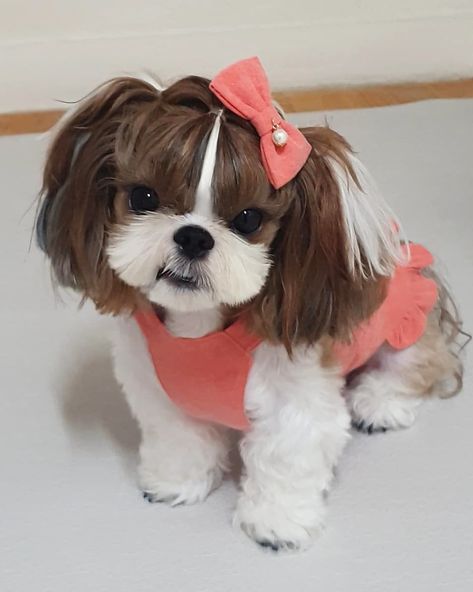 Hairstyles For Dogs Shih Tzu, Shitzoo Dogs, Haircuts For Shitzu Dogs, Shitsu Dog Haircut, Dog Hairstyles Shih Tzu, Shih Tzu Hairstyles, Dog Haircuts Shitzu, Shitzu Haircut, Shitzu Haircuts