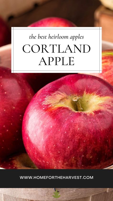 Courtland Apple Recipes, Cortland Apple Recipes, Cortland Apples, Apple Tree Care, Popular Pies, Mcintosh Apples, Gourmet Apples, Eat Fresh, Apple Varieties