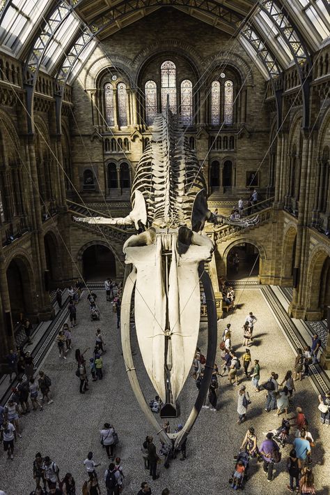 Hope The Blue Whale Skeleton Natural History Museum London - Minority Nomad Blue Whale Skeleton, Whale Skeleton, Museums In London, Museum Of Curiosity, Natural History Museum London, Natural Philosophy, Museum Exhibition Design, London Museums, Natural History Museum