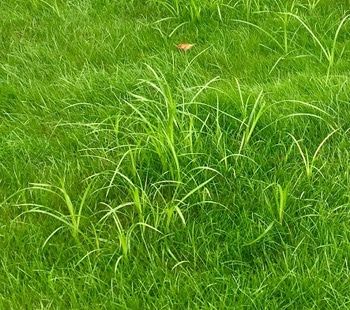 How To Get Rid Of Crab Grass In Lawn, Crab Grass How To Get Rid Of, Photomontage Ideas, Common Lawn Weeds, St Augustine Grass, Fescue Lawn, Curbside Appeal, Grass Types, Lawn Weeds