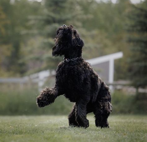 Russian Terrier, Types Of Dogs Breeds, Thai Ridgeback, Different Types Of Dogs, Black Russian Terrier, Black Russian, Giant Schnauzer, Tibetan Mastiff, Dog Brain