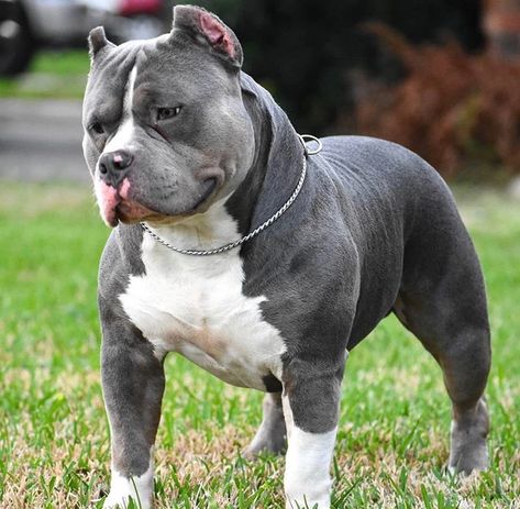 Beautiful and Blue & White Gray Pitbull, Bully Blue, Grey Pitbull, Pitbull Dog Breed, Pit Dog, Bully Breeds Dogs, Huge Dogs, Pitbull Puppy, Bully Dog