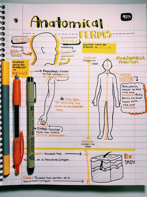 Emt Study, Anatomy Notes, Medical School Life, Medicine Notes, Nursing School Motivation, Basic Anatomy And Physiology, Nurse Study Notes, Nursing Student Tips, Notes Aesthetic