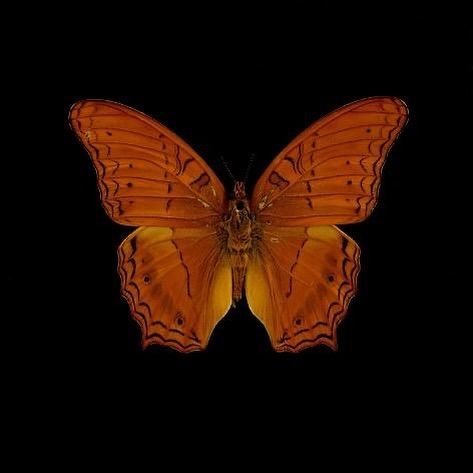 Orange And Black Butterfly, Orange Icons:), Orange Butterfly, Trending Pins, Orange Aesthetic, Orange Wallpaper, Orange Art, New Backgrounds, Brown Aesthetic