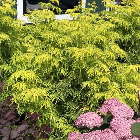 SAMBUCUS_LEMONY_LACE_ELDERBERRY_GC_SAMLL_02 Lemony Lace Elderberry Landscaping, Lemony Lace Elderberry, Elderberry Shrub, Elderberry Plant, Potted Garden, Plant Wishlist, Native Plant Gardening, Landscape Plants, Plant Garden