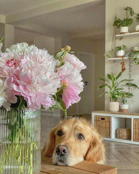 Wholesome Dog, Very Cute Dogs, Favorite Animals, Spring Aesthetic, Small Moments, Golden Retrievers, Baby Fever, Cuteness Overload, Insta Story