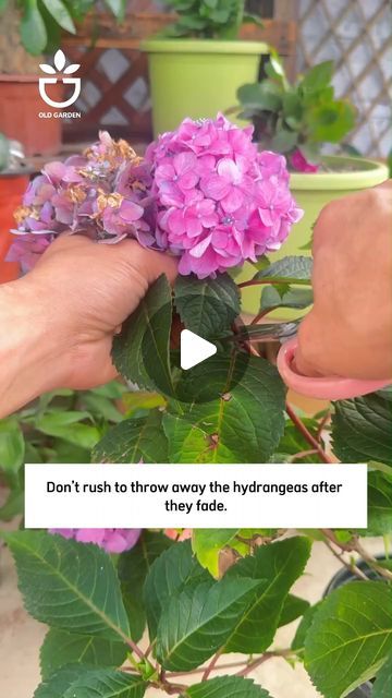 Green Garden on Instagram: "How i propagation hydrangeas from branch  #oldgarden #oldgardenshop #garden #tipsforgarden #greengarden #gardens #gardendecor #gardenideas #gardenlover #gardengoals #gardentipss #gardenroses #gardenplants #gardenview #indoorgarden #backyardgarden #gardenshouse #organicgarden" Propagate Hydrangea, How To Propagate Hydrangeas, Propagating Hydrangeas From Cuttings, Hydrangea Propagation, How To Propagate Hydrangeas In Water, Propagate Hydrangeas From Cuttings, Propagate Hydrangea In Water, Hydrangea Propagation In Water, Hydrangea Plant Care