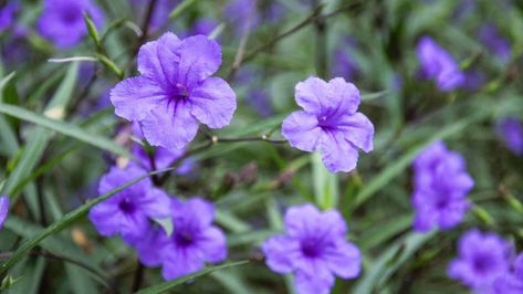 How to Plant, Grow, and Care for Mexican Petunia (Ruellia) Mexican Petunias Landscaping, Mexican Petunias, Mexican Petunia Care, Crazytunia Petunias, Petunia Problems, Petunia Care, Tidal Wave Petunias, Lawn Pests, Petunia Plant