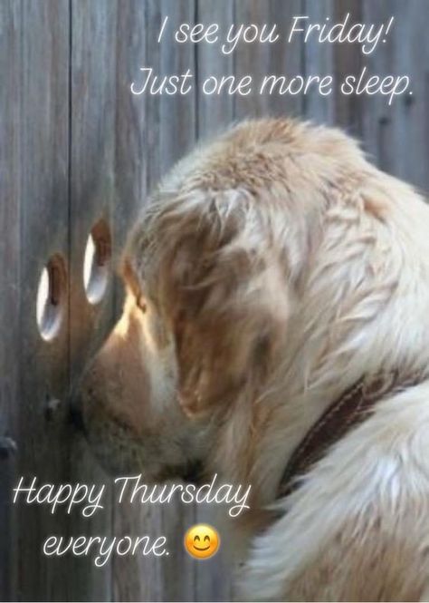 Thursday Good Morning Animals, Thursday Greetings, Thursday Humor, Happy Thursday Quotes, Good Morning Thursday, Morning Memes, Thursday Quotes, Weekday Quotes, Morning Quotes Images