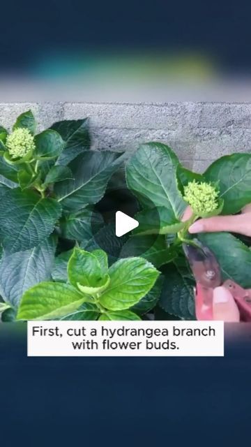 Hydrangea And Rose Landscaping, Propagating Hydrangeas From Cuttings, What To Plant With Hydrangeas, How To Propagate Hydrangeas, Propagate Hydrangea, Hydrangea Plant Care, Orchid Growing, Propagating Hydrangeas, Pruning Hydrangeas