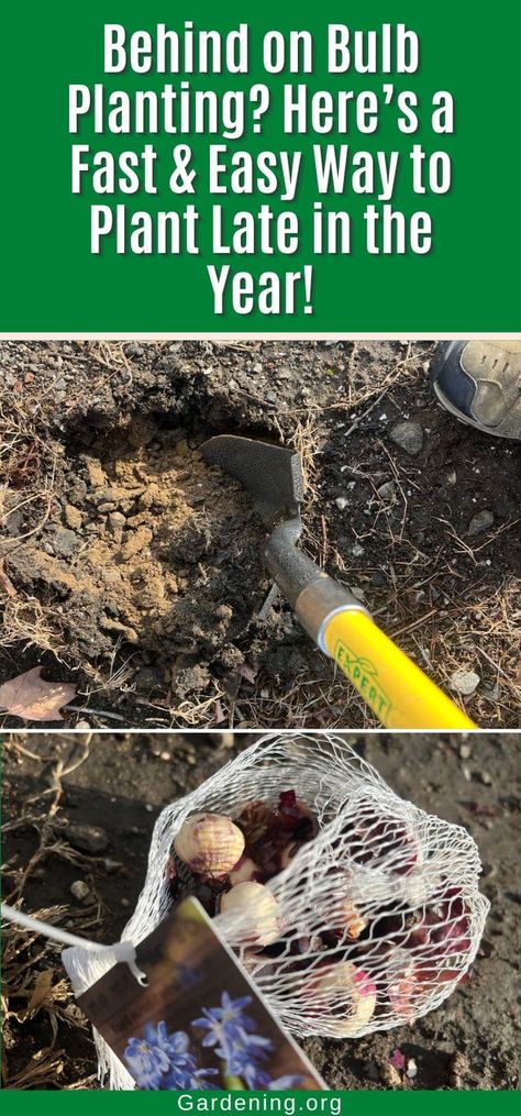 Behind on Bulb Planting? Here’s How to Plant Late in the Year! Fall Bulb Planting, Bulb Planting, Simmer Pot Recipes, Diy Compost, Summer Flowering Bulbs, Fall Bulbs, Overwintering, Plant Diseases, Garden Bulbs