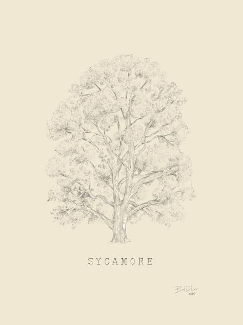 Sycamore Tree Art, Sycamore Tree Drawing, Sycamore Tree Tattoo, Sycamore Trees, Tree Drawing Simple, Tree Plan, Sycamore Tree, Fruits Drawing, Tree Tattoo Designs