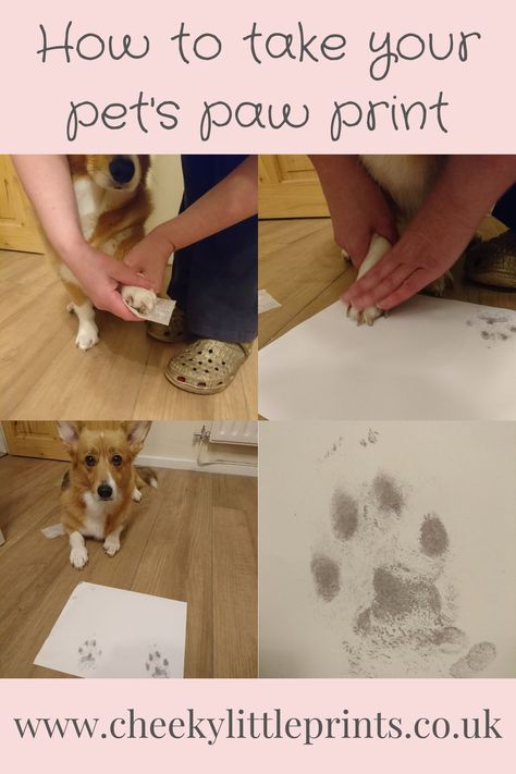 Helpful tips showing you how to capture your pet's unique paw print at home with an inkless paw print kit How To Get A Paw Print From Your Cat, Paw Print Impression Diy, Pet Safe Paint Dog Paws, Diy Pet Paw Print, How To Make Paw Prints, Puppy Paw Print Art Cute Ideas, Paw Print Gift Ideas, Dog Prints Paw, Dog Paw Print Craft Diy