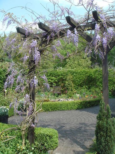 Wisteria Pruning, Wisteria Arch, Wisteria Trellis, Wisteria Arbor, Garden Lattice, Wisteria Sinensis, Wisteria Pergola, Wisteria Garden, Wisteria Plant