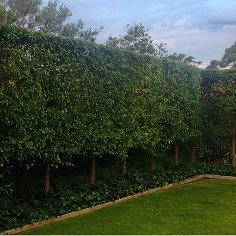 Pleached snow pears Espalier Pear Tree, Ornamental Pear Tree Screen, Ornamental Pear Tree Driveway, Tree Driveway, Pear Tree Companion Plants, Capital Pear Tree, Border Landscape, Snow Pear, Ornamental Pear Tree