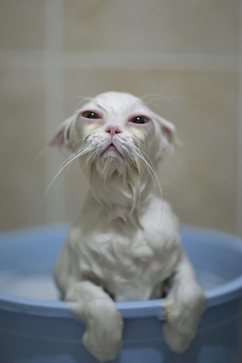 Wet Cat Drawing, Wet Cats Funny, Sopping Wet Cat, Dabloons Cat, Wet Animals, Soggy Cat, Cat Pfp Funny, White Cat Meme, Circus Cat