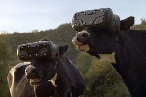 Chick-fil-A's First Work From McCann NY Shows Cows Know VR - Video - Creativity Online Show Cows, Tips To Be Happy, Animal Based, Funny Photoshop, Vr Glasses, Milk Production, Daily Funny, Weird Pictures, Weird World