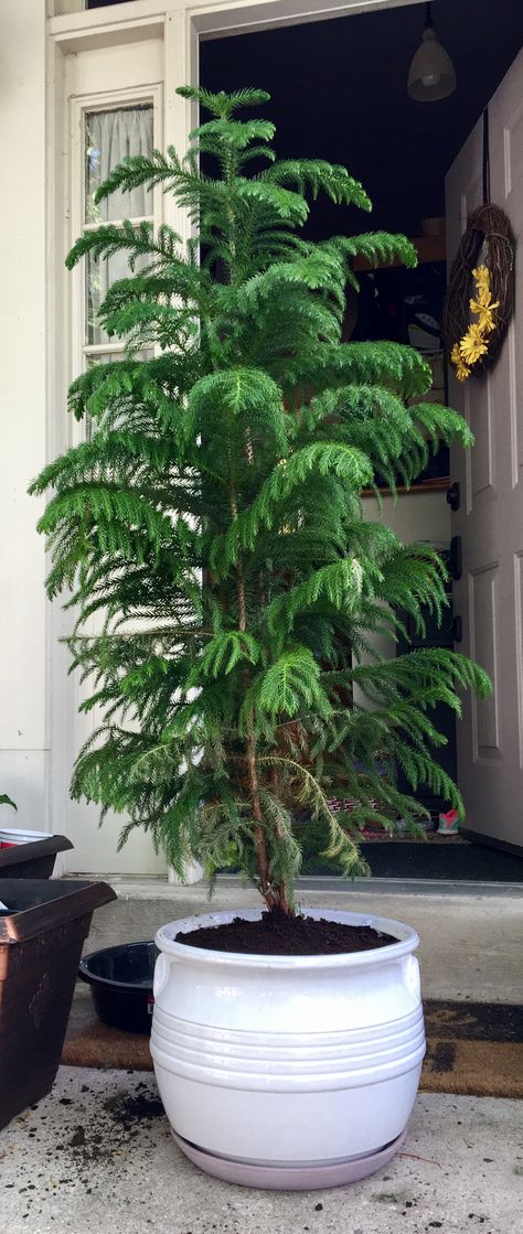 Norfolk Island pine in a Home Depot planter pot Indoor Pine Tree Houseplant, Small Indoor Tree, Pine Tree In Pot, Norfolk Island Pine Houseplant, Indoor Pine Tree, Potted Pine Tree, Norfolk Island Pine Care, Norfolk Island Pine Christmas Tree, Norfolk Pine Christmas Tree