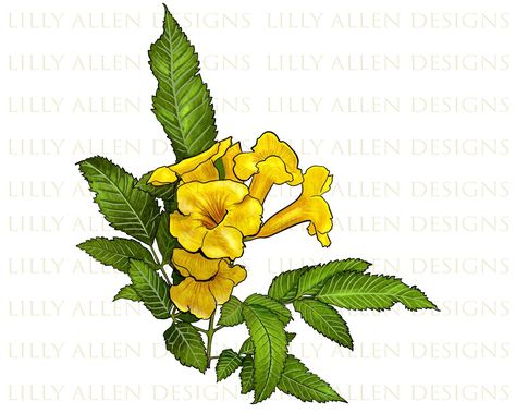 Yellow Elder Flower Tattoo, Yellow Elder Flower, Flower Tattoo Stencils, Elder Flower, Paper Art And Craft, Vine Drawing, Flower Png Images, Nursery Art Decor, Flower Illustrations