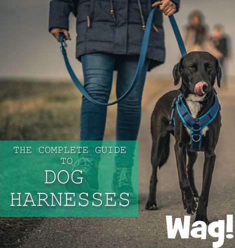 Different Types Of Dogs, How To Walk, Dog Harnesses, Walking The Dog, Dog Safety, Types Of Dogs, Dog Beach, Dog Park, Dog Harness