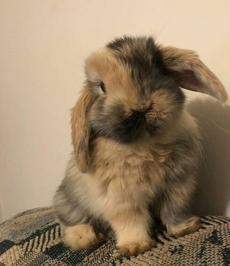 Pet Bunny Rabbits, Cutee Animals, Mini Lop, Bunny Care, Cute Bunny Pictures, Pet Bunny, Pretty Animals, Cute Animals Images