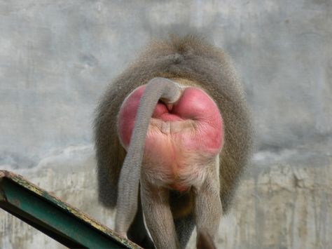 Sexual preferences are usually best kept between you and your partners. Unfortunately for most animals, though, evolution has made their sexual preferences known to the entire world Mandrill Monkey, Kissy Face, Cartoon Monkey, Mountain Gorilla, Mandrill, Animal Study, Animals Friendship, Baboon, Try Not To Laugh