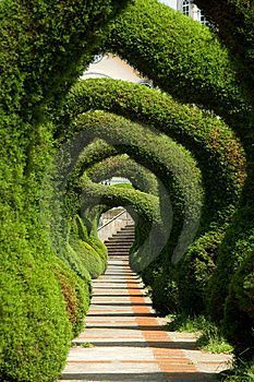 6 Unique Hedge Design Ideas - JimsMowing.com.au #topiarygarden #topiarygardenideas #formaltopiarygarden Topiary Garden, Formal Gardens, Gorgeous Gardens, Dream Garden, Garden Paths, Hedges, Amazing Gardens, Organic Gardening, Landscape Architecture