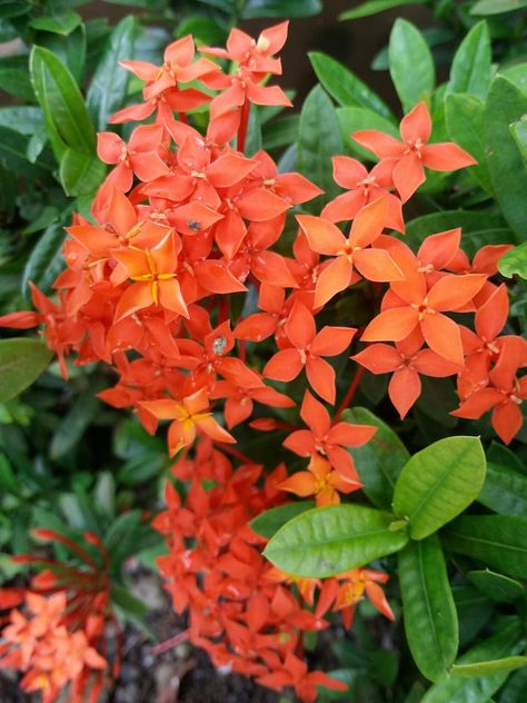 Santan flower Exora Plants, Santan Flower, Rose Crafts, Flower Sleeve, Flowers Love, Good Morning Picture, Morning Pictures, Flower Illustration, Dear Santa