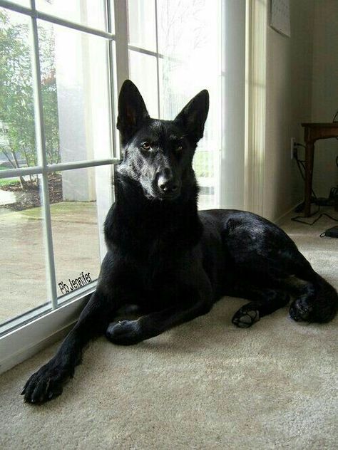 Black Shepherd, Black German Shepherd Dog, German Sheperd Dogs, Dream Pet, Belgian Malinois Dog, Black Dogs, Malinois Dog, Dog German, Black German Shepherd