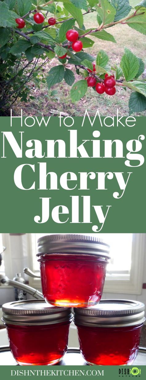 Sour Cherry Jelly, Nanking Cherry Jelly, Cherry Jelly Recipe, Nanking Cherry Recipes, Canning Jelly Recipes, Cherry Jelly Recipes, Canning Fruit Recipes, Water Bath Canning Recipes, Aronia Berries