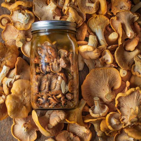 Wild Mushroom Conserve Recipe Russula Mushroom, Cooking With Chicken, Chanterelle Mushroom Recipes, Pickled Mushrooms, Foraging Mushrooms, Chicken Of The Woods, Champagne Vinegar, Warm Salad, Pressure Canner