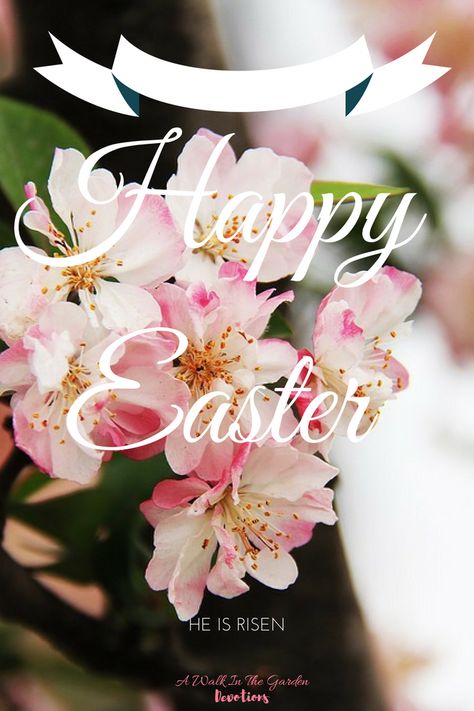 Easter Sunday Images, Happy Resurrection Sunday, Passion Week, Happy Resurrection, Happy Easter Quotes, Happy Easter Sunday, Sunday Images, Happy Easter Wishes, Resurrection Sunday