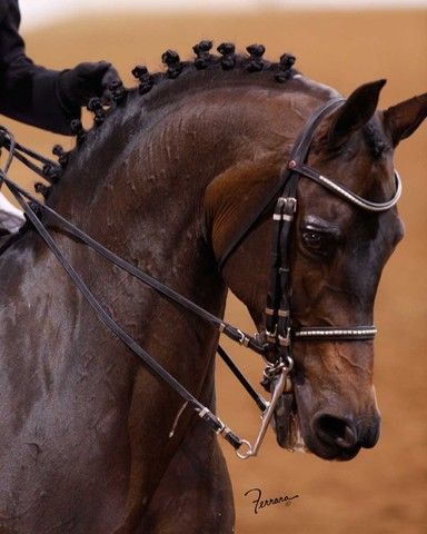 2009 Arabian/Half-Arabian U.S. Nationals [Mike Ferrara Photo] Horse Braiding, Horse Clipping, Horses For Sale, Most Beautiful Horses, Show Jumping, Arabian Horse, Horse Head, Horse Tack, Horse Breeds