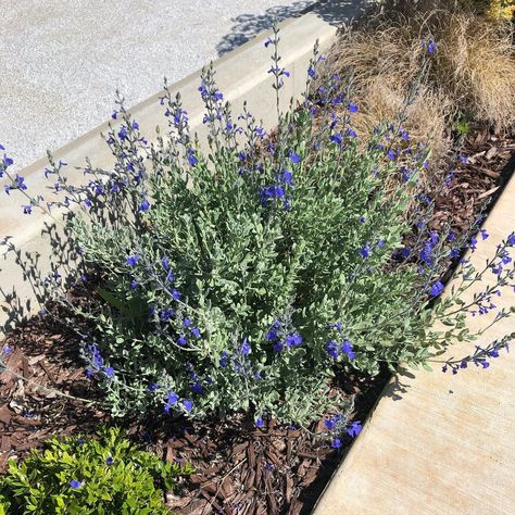 Brio Landscaping on Instagram: “Plant of the week: Salvia chamaedryoides One of our favorite xeriscaping plants! This Mexican native perennial performs extremely well…” Salvia Chamaedryoides, Xeriscaping Plants, How To Dry Basil, Front Yard, Perennials, Reno, Nativity, Landscaping, Yard