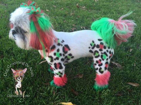 Armani in Christmas Lisa Frank Design ⛄🎅🎄 Dyed Poodle, Poodle Colors, Dyed Dogs, Dog Hair Dye, Dog Grooming Bows, Goldendoodle Grooming, Dog Dye, Mobile Pet Grooming, Grooming Ideas